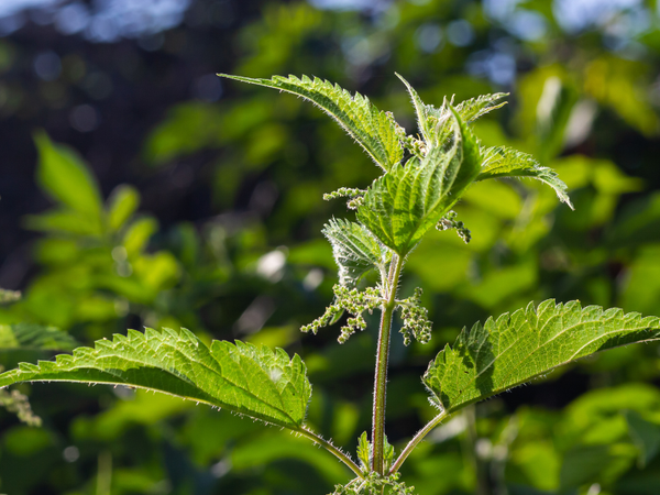 Cold Brew for the Soul: An Herbal Tea Recipe to Nourish Your Inner Witch
